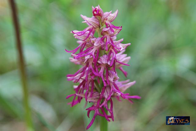 orchis  spurio.JPG